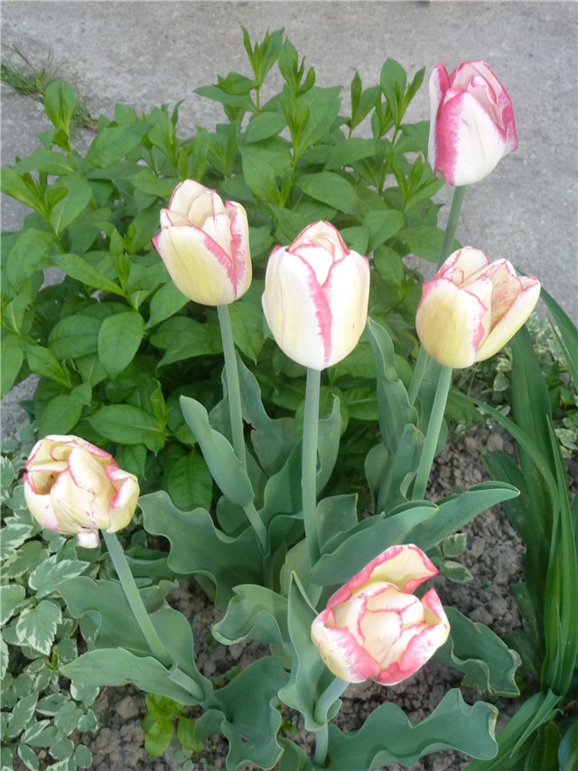 Tulip sp. Shirley