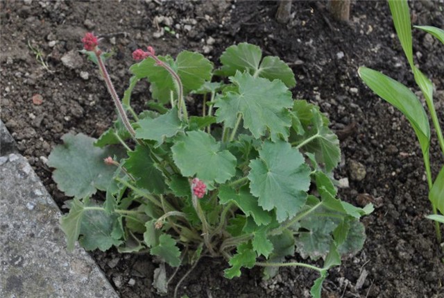 heuchera