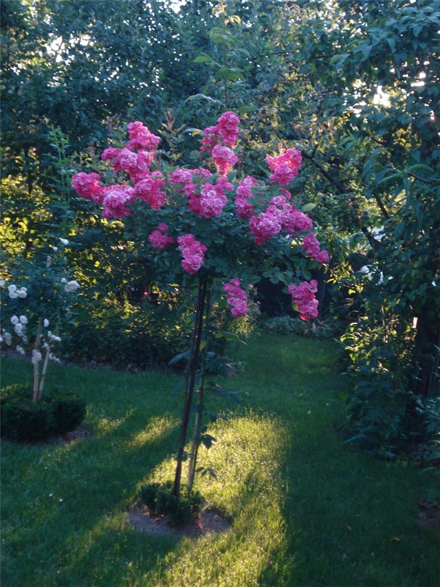 stablašica roza
