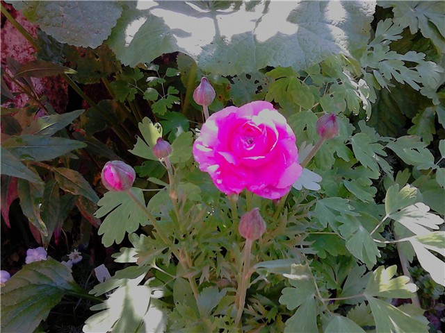 Ranunculus roza