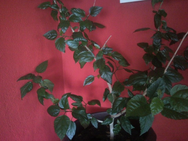 jap.ruza-hibiskus