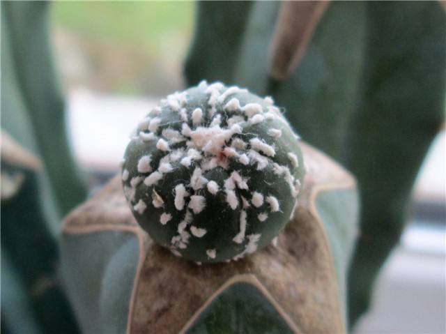 astrophytum asterias hybrid