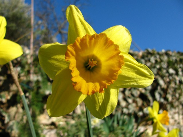 Narcissus 
