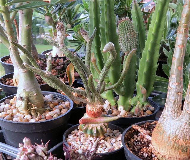 Astrophytum caput medusae