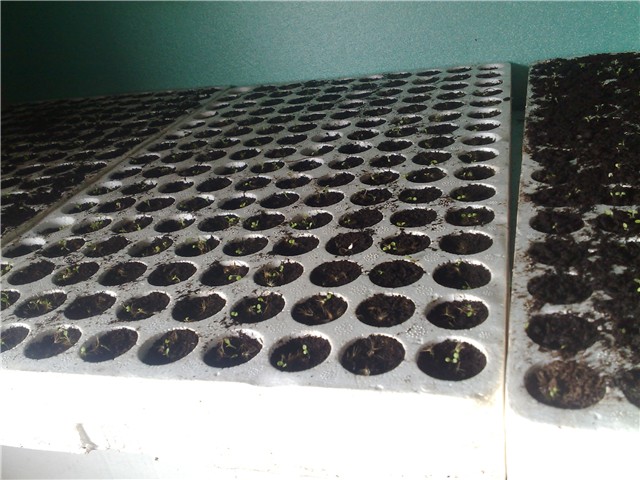 stevia klijanje