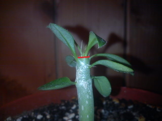 pachypodium saundersii, @mememe