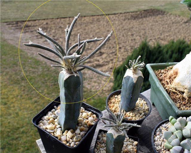 astrophytum caput medusae 