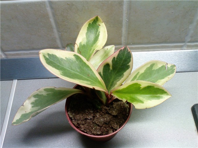 Peperomia clusiifolia 