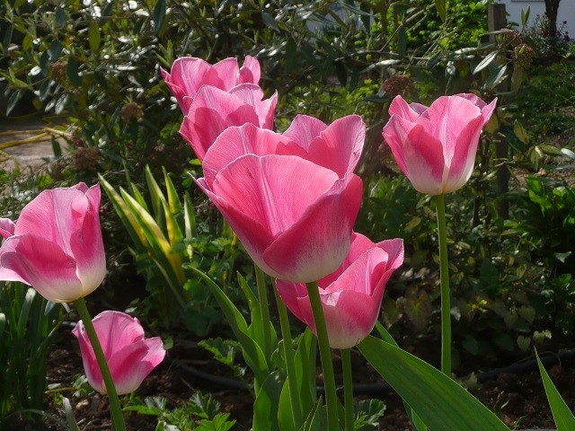 tulipani