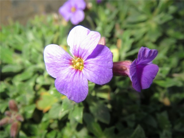 gušarka arabis