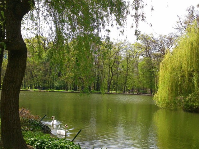 Maksimir