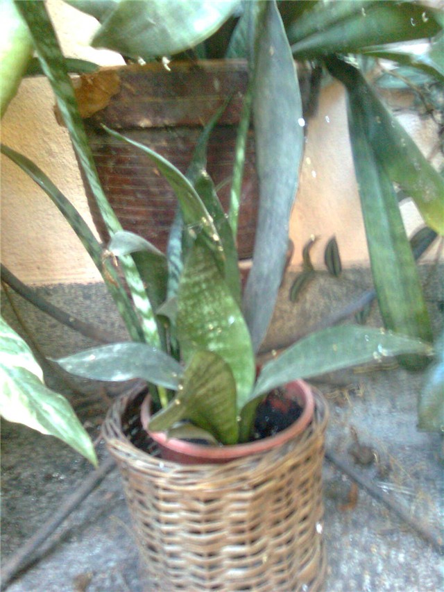 sansenveria