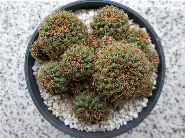 Rebutia heliosa condorensis 