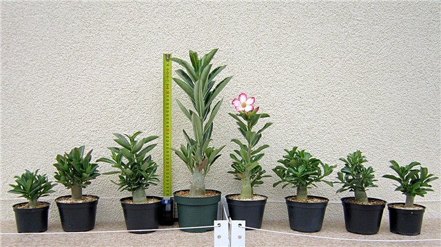 Adenium obesum