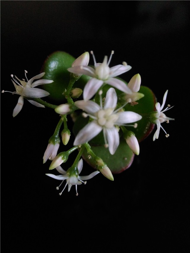 crassula ovata