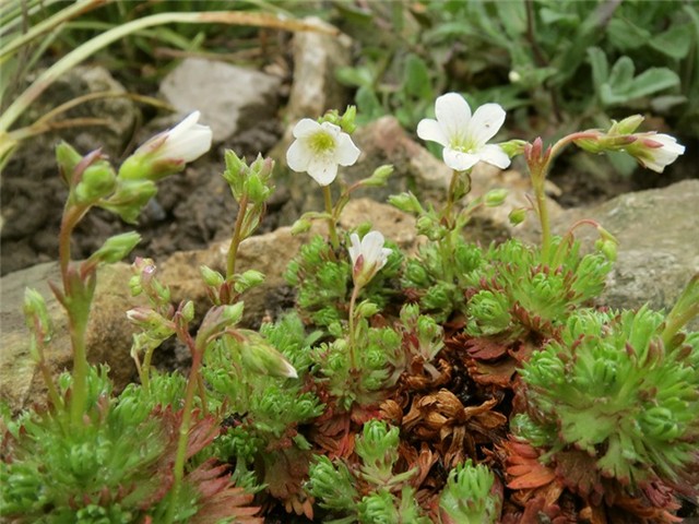 saxifraga arendsii