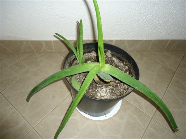 aloe 1