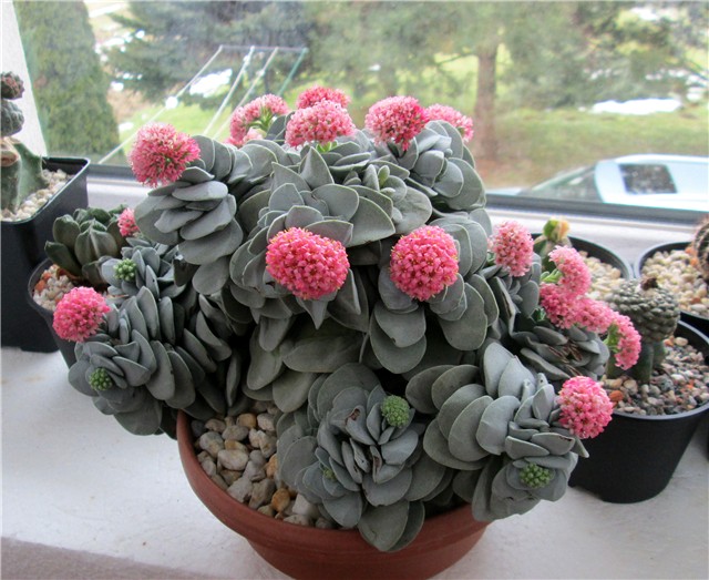 crassula morgan's beauty