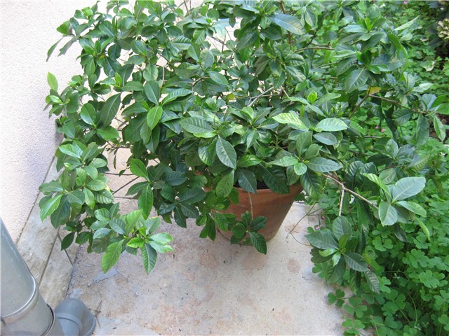 gardenija