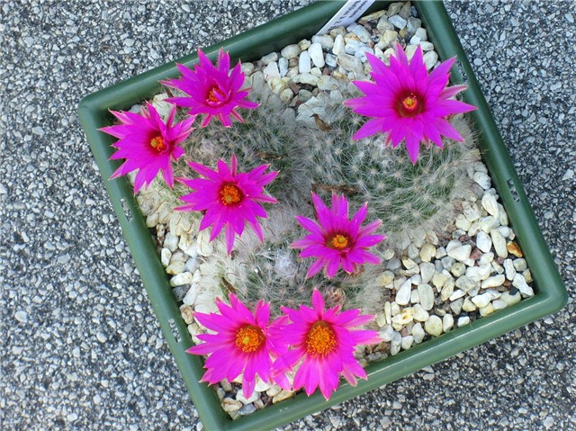 Mammillaria guelzowiana