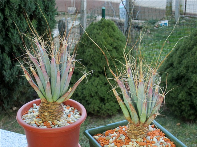 Leuchtenbergia principis