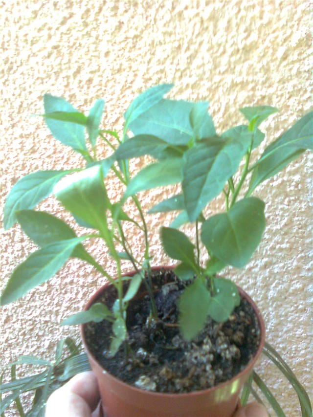 solanum