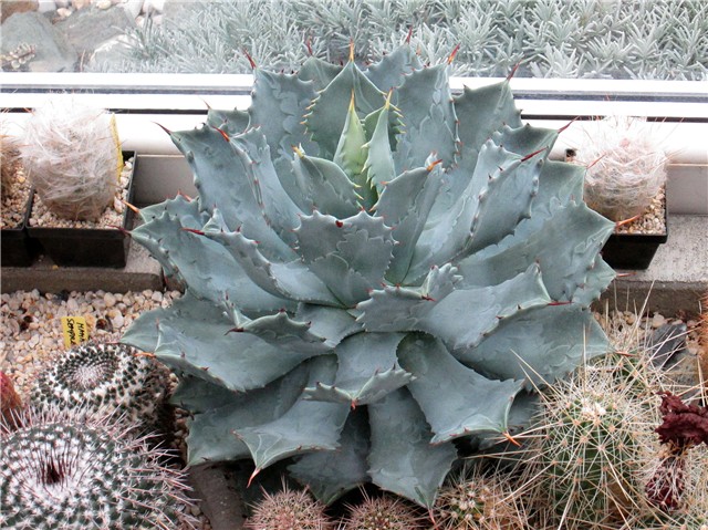agave potatorum, Ž. Baljkas 