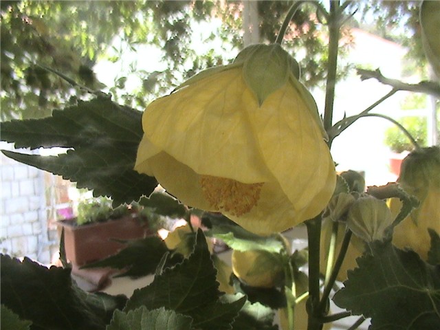Abutilon a