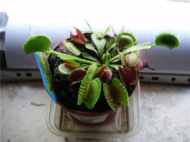 Dionaea%20muscipula