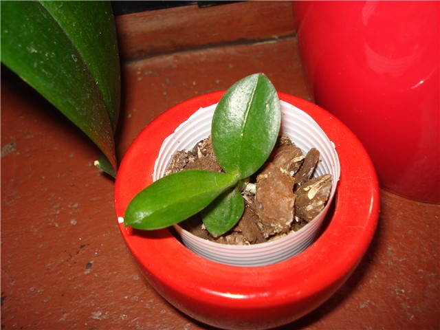 mini phal,keiki 2