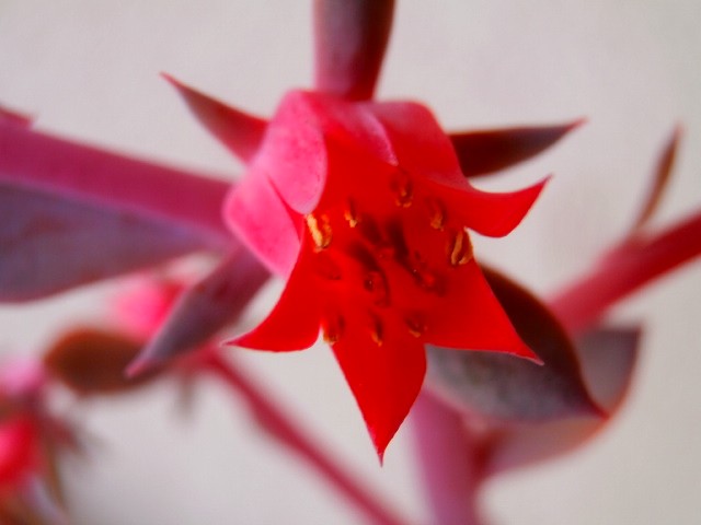 echeveria cvijet