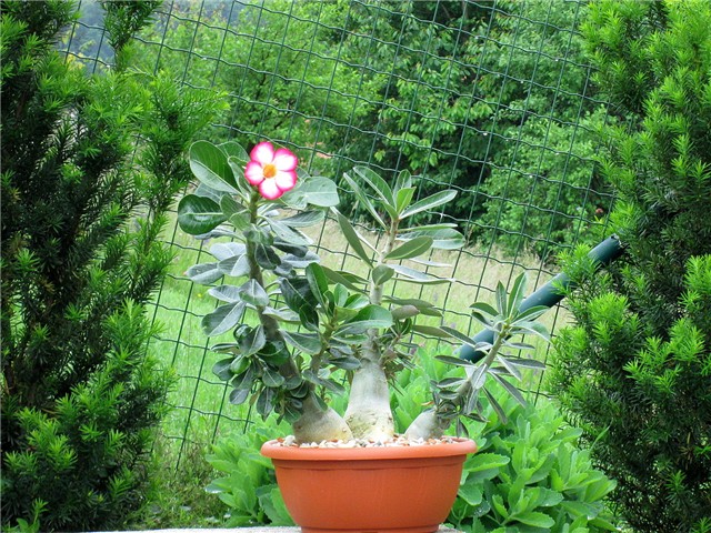 Adenium obesum