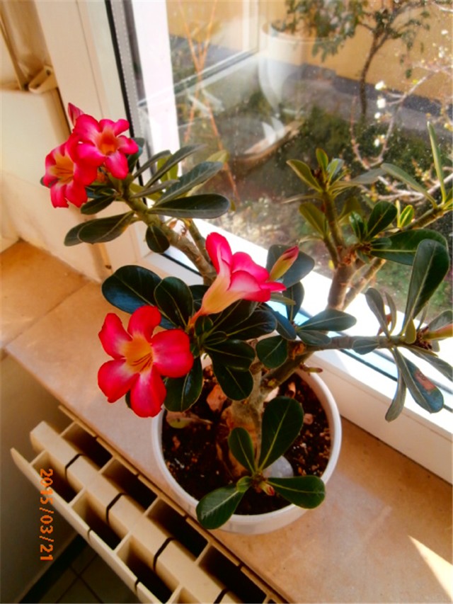 adenium