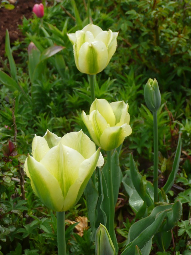 tulipani