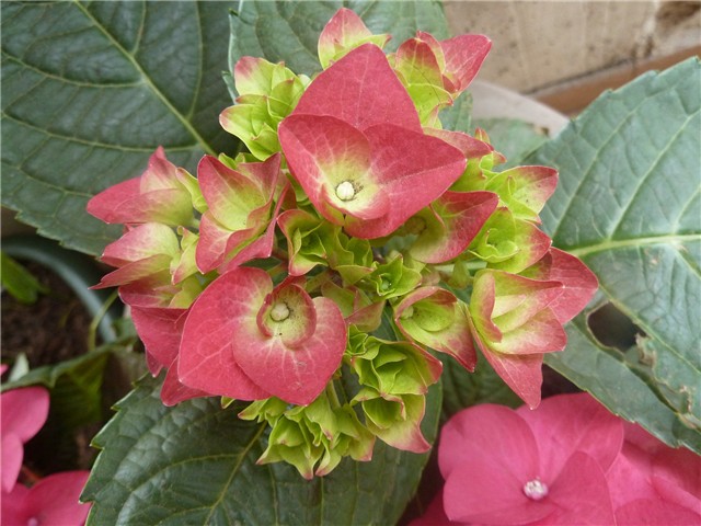 cvijet