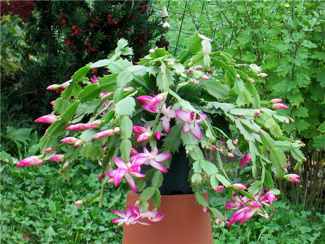 Schlumbergera