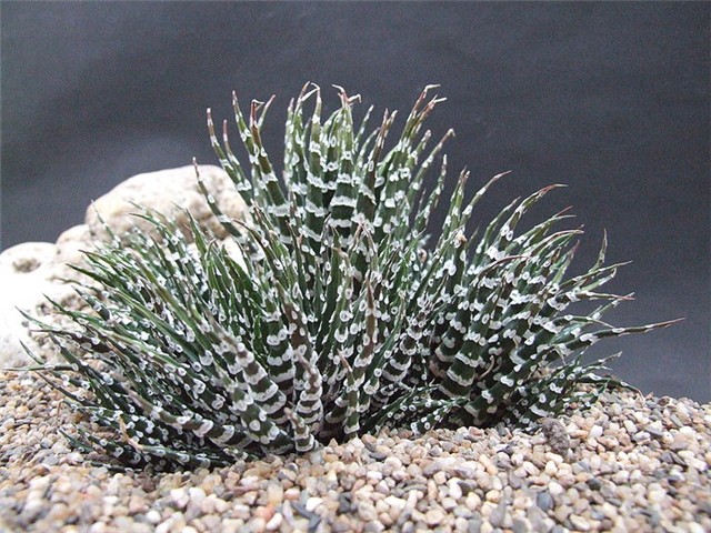 Haworthia