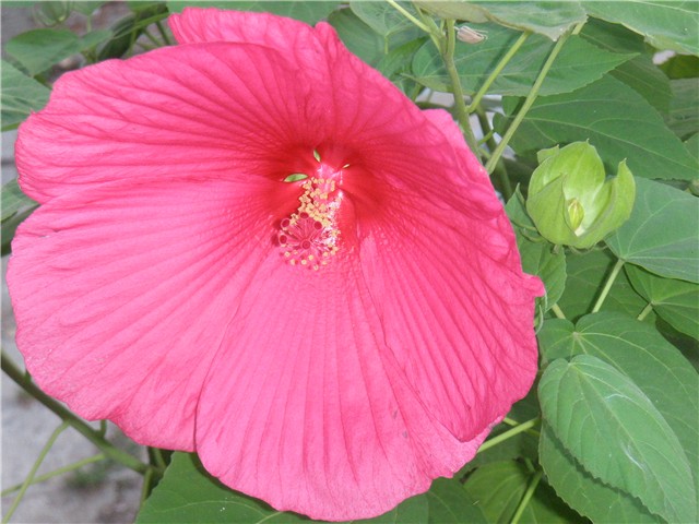 vodeni hibiscus