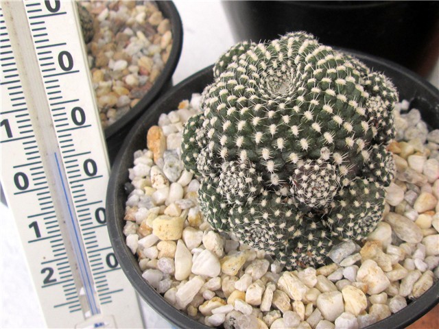 Rebutia krainziana