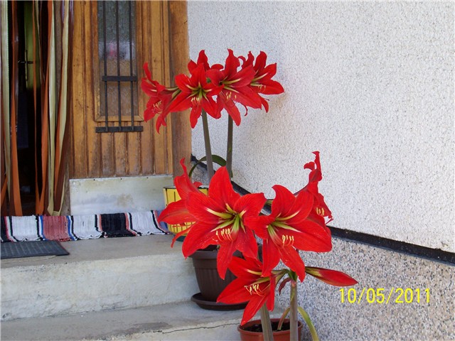 Amarilis crveni
