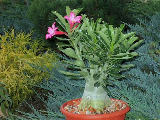 Adenium arabicum