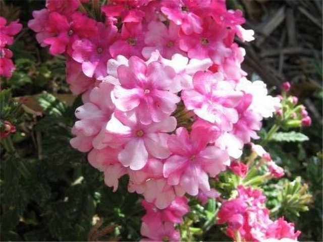 Verbena