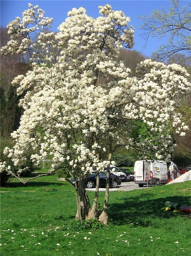 Magnolija 1