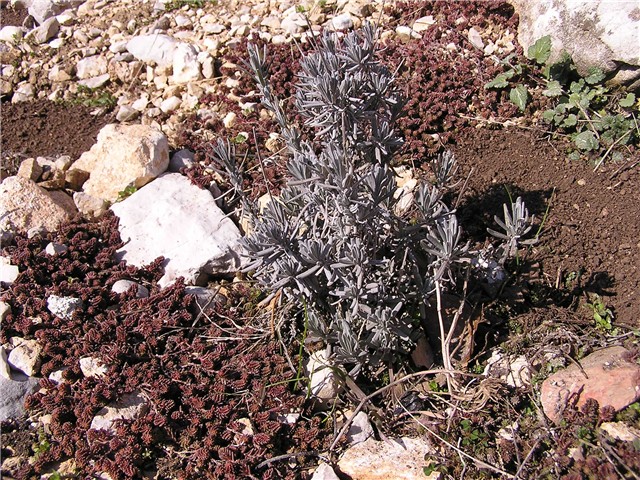 lavanda