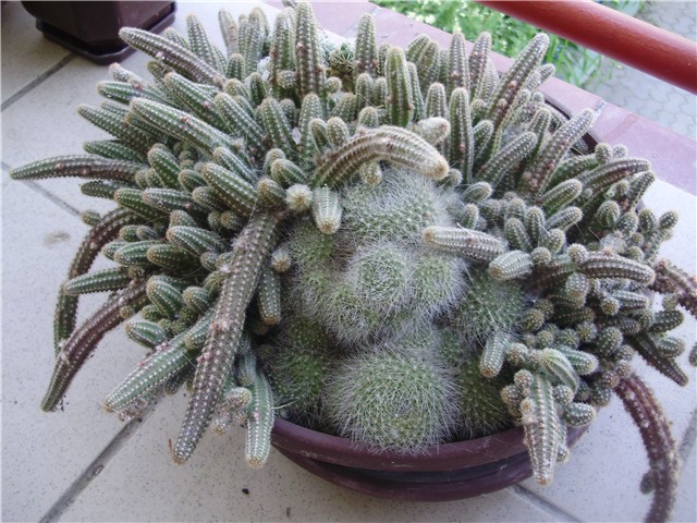 kaktusi