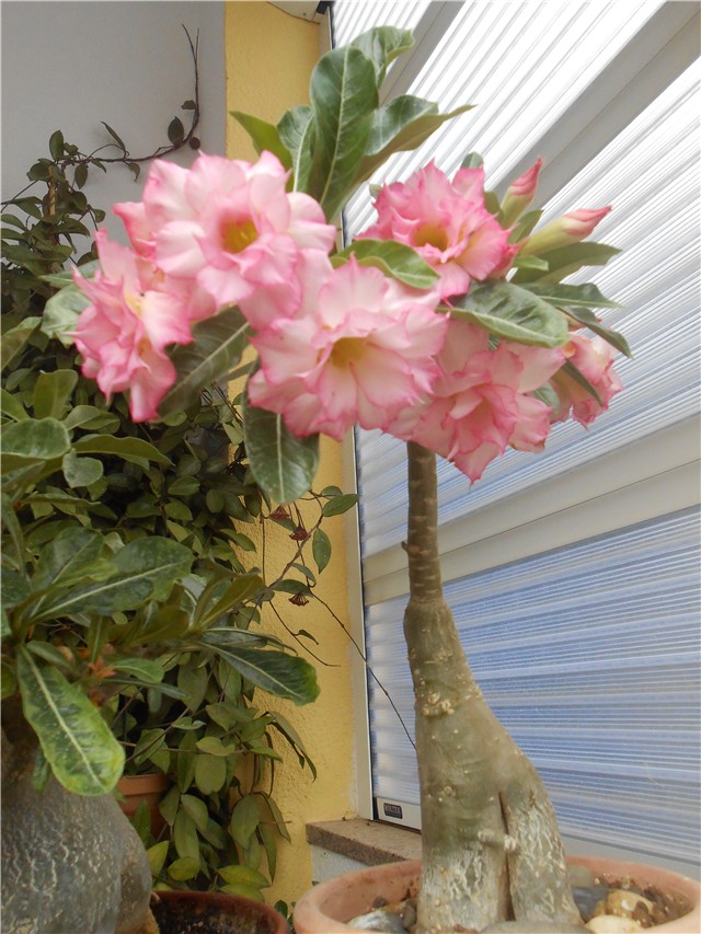 Adenium