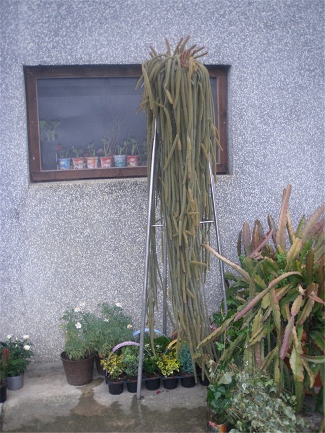 kaktus dugi