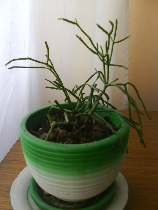 Koralj
