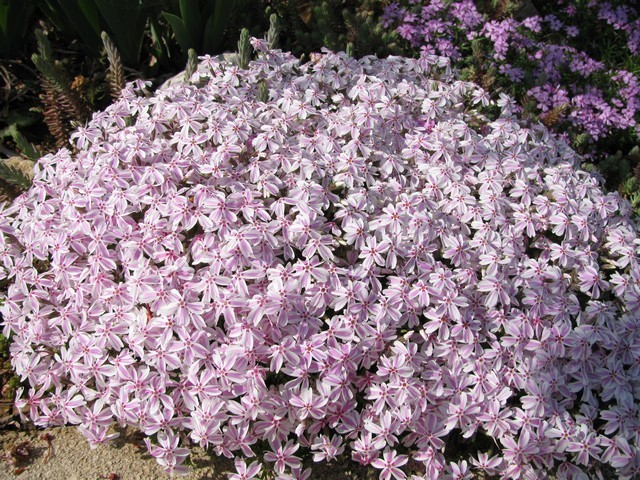 Phlox subulata Candy Stripes