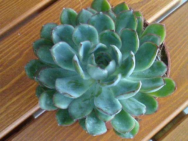 Echeveria